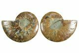 Cut & Polished Crystal-Filled Ammonite Fossil - Madagascar #354157-1